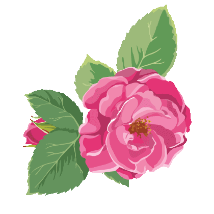 roses damask5